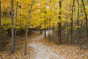 Colorful fall woods and leaves at Charleston Falls Preserve Tipp City Ohio by Dan Cleary of Cleary Creative Photography in Dayton Ohio