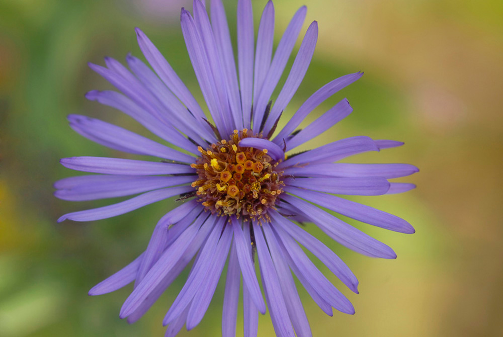 Purple Winking Flower