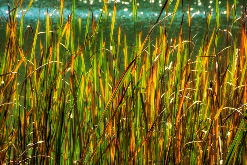 Fall Grasses by the river
