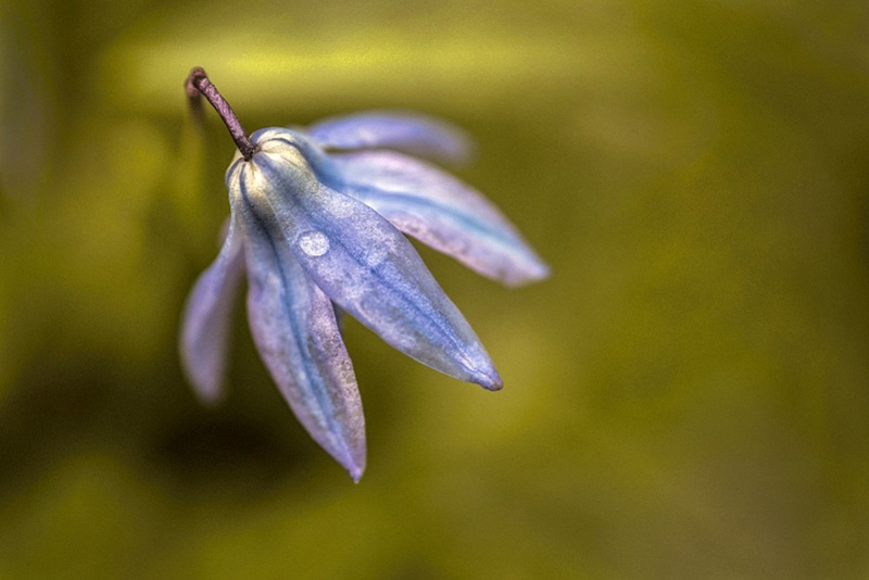 close up photo of blue bell